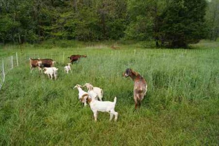 Tips for Training Goats to Electric Net Fences Image